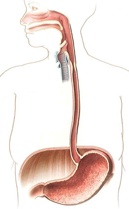 esophagus-passing-diaphragm